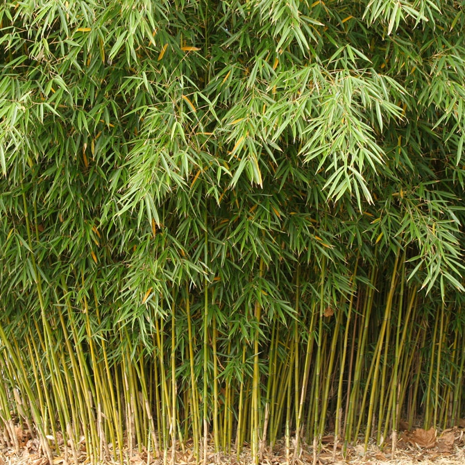 Bambus ´Fargesia Robusta Formidable´