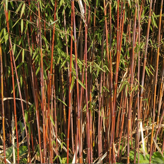 Bambus ´Fargesia Jiuzhaigou ´