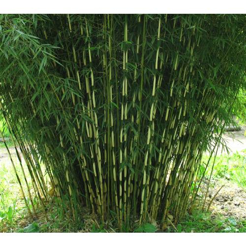 Bambus ´Fargesia Robusta Campbell´