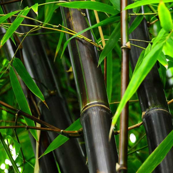 Bambus čierny