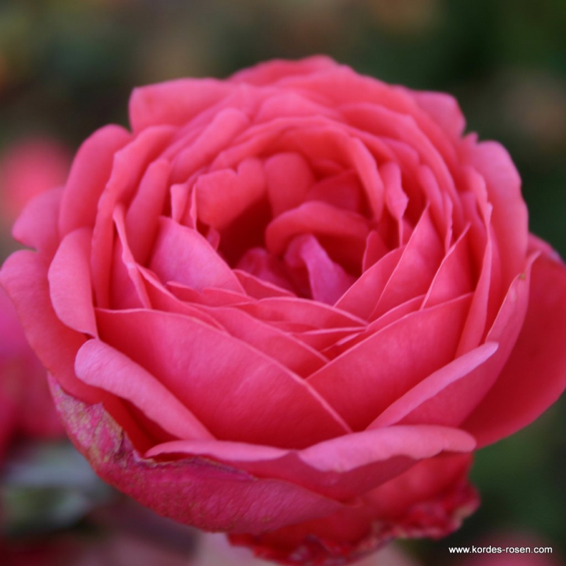 Ruža ´Gartenprinzessin Marie - Jose´