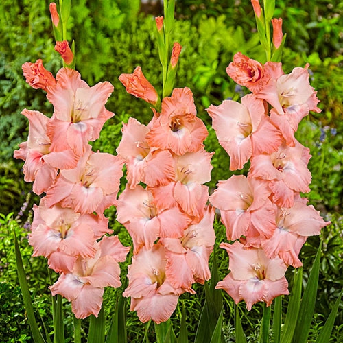Gladiola ´Spic and Span´