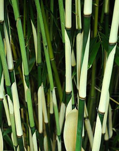 Bambus ´Fargesia Robusta Pingwu´
