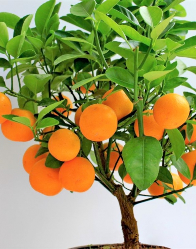 Citrónovník mandarínkový