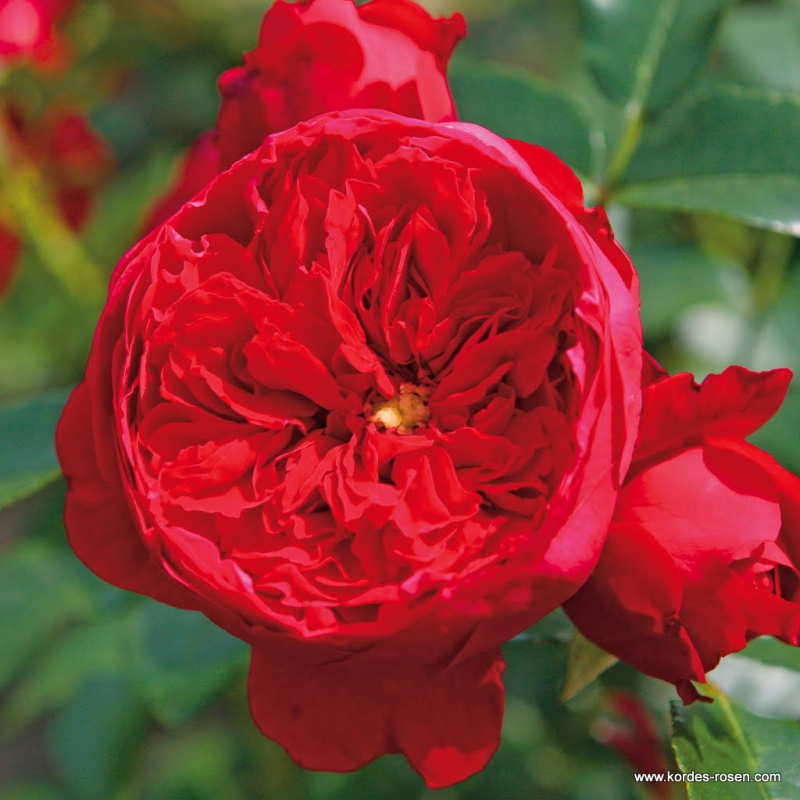 Ruža ´Florentina´ Rosa ´Florentina´