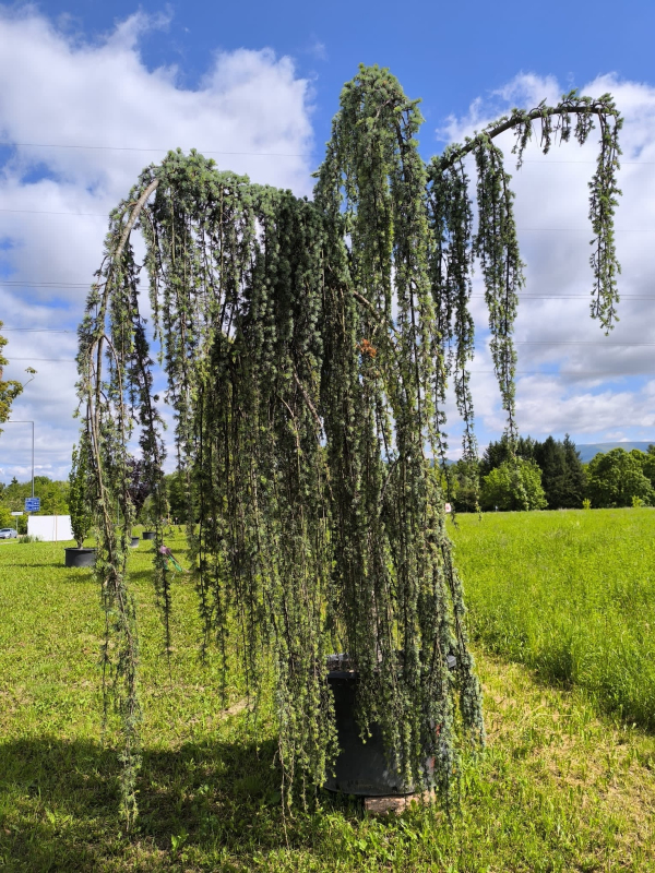 C der Atlantsk Glauca Pendula 200 250cm Stromo sk C der Atlantsk Glauca Pendula 200 250cm Stromo sk