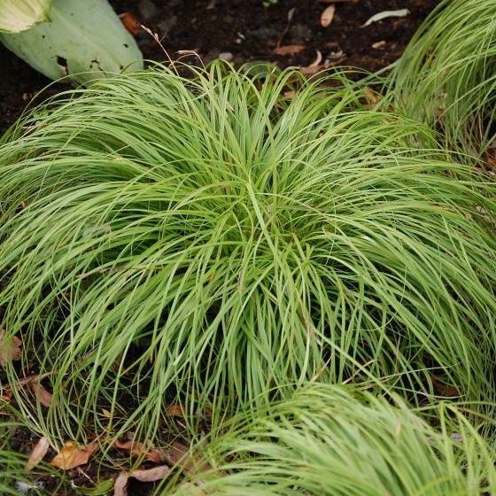 Ostrica ´The Beatles´ Carex caryophyllea 'The Beatles'