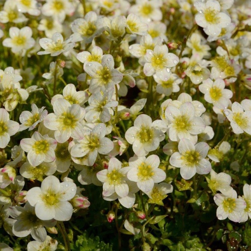 Lomikameň ’Limerock’ Saxifraga x arendsii ´Limerock´