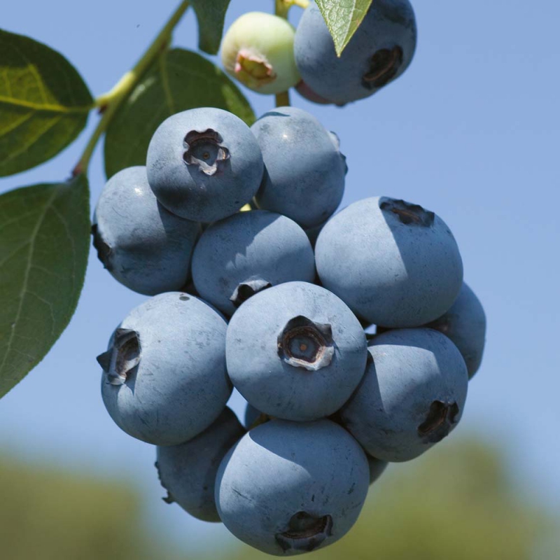 Čučoriedka kanadská ´Brigita´ Vaccinium corymbosum 'Brigita'