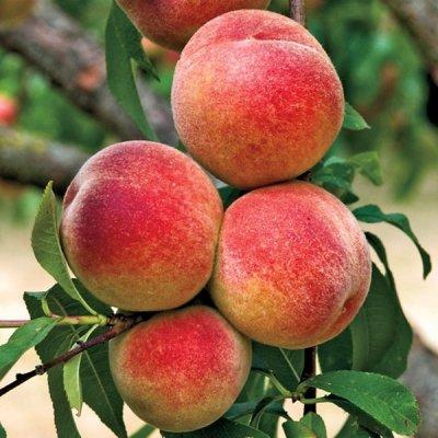 Ovocné stromy - Broskyňa ´Elberta´ poloskorá