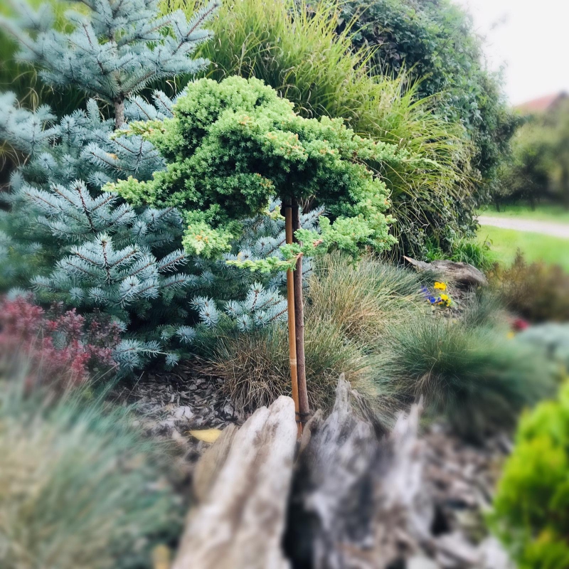 Borievka poliehavá ´Nana´ na kmienku Juniperus procumbens ´Nana´