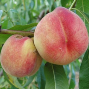 Ovocné stromy - Broskyňa ´Fenix´ skorá