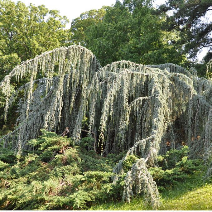 C der Atlantsk Glauca Pendula 170cm Stromo sk C der Atlantsk Glauca Pendula 170cm Stromo sk