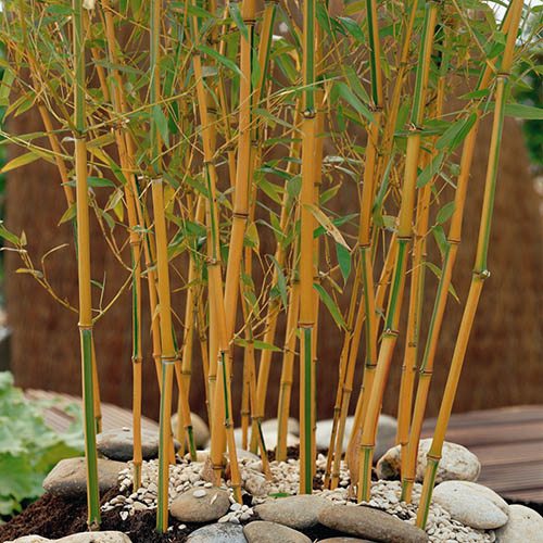Bambus ´ Aureocaulis ´
