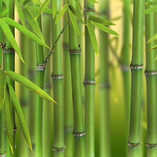 Bambus ´ Bissettii ´