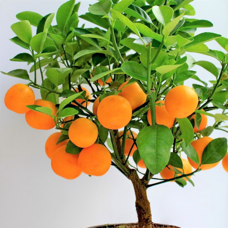Citrónovník mandarínkový ´Mandarino´