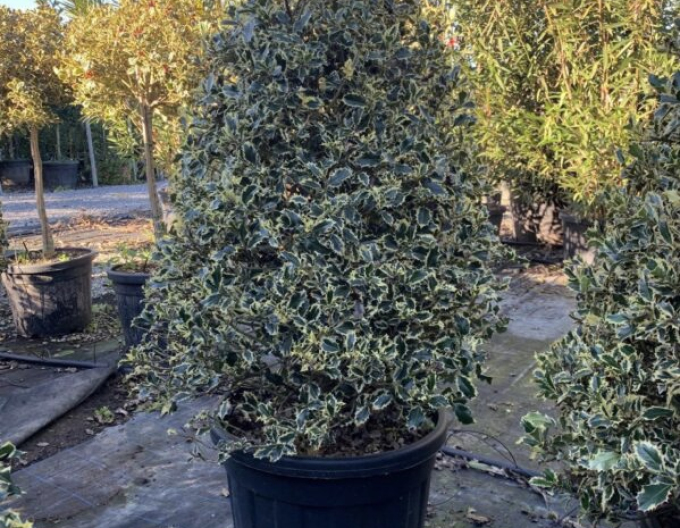 Cezmína ostrolistá ´Variegata  Cono Forte´