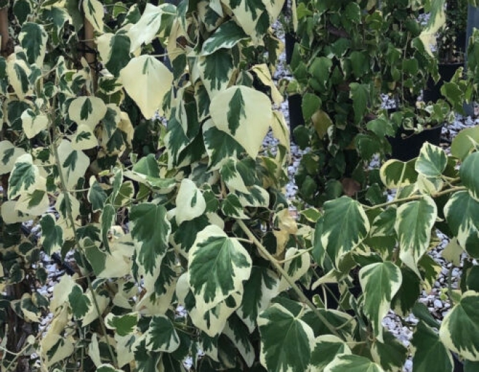 Brečtan kaukazský ´Dentata Variegata´