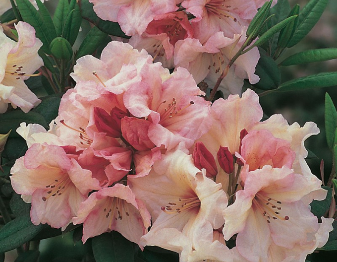 Rododendrón ´Virginia Richards´