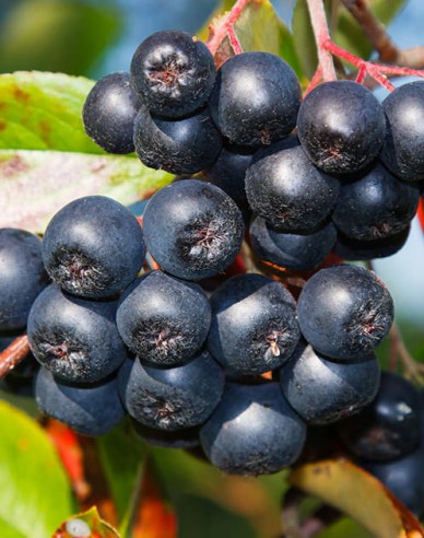 Aronia ´Rubina´