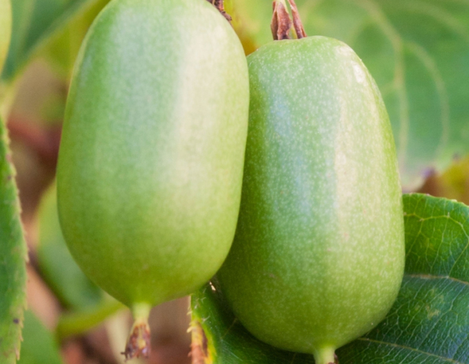Mini kiwi ´SUPER JUMBO´ SAMICA