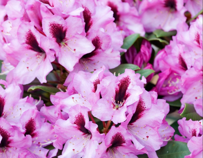 Rododendrón ´Kokardia´