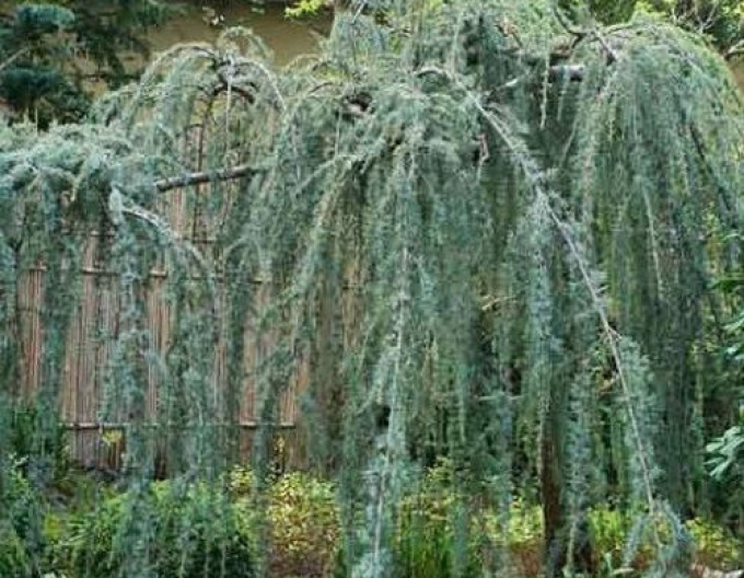 Céder libanonský ´Glauca Pendula´