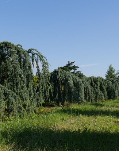 Céder libanonský ´Glauca Pendula´