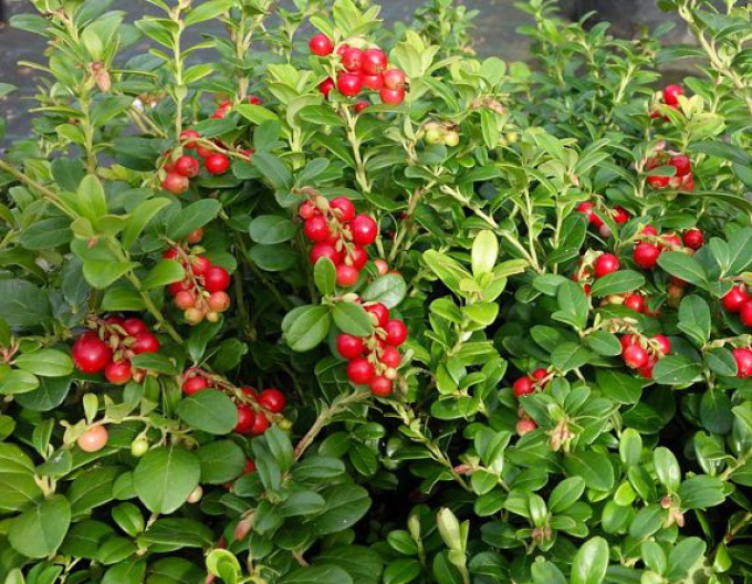 Brusnica "Red Pearl"