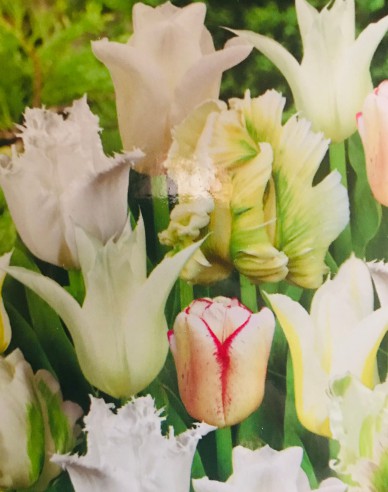 Tulipán exklusiv ´Gama White´