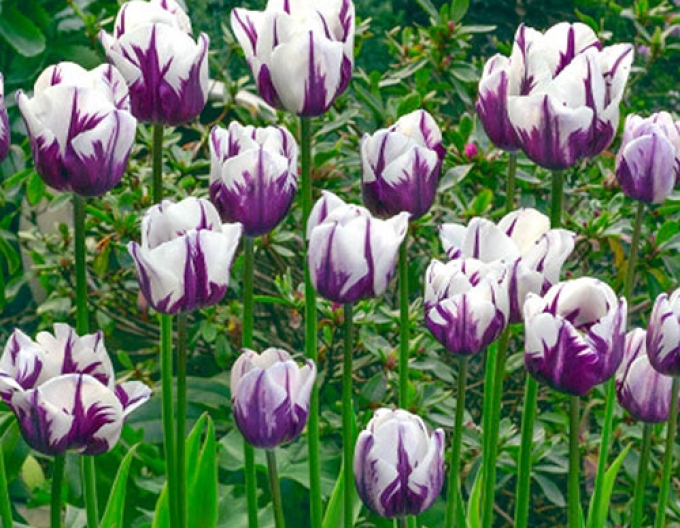 Tulipán Triumph ´Flaming Flag´