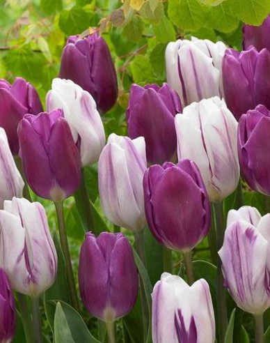 Tulipán Triumph ´Flaming Flag´