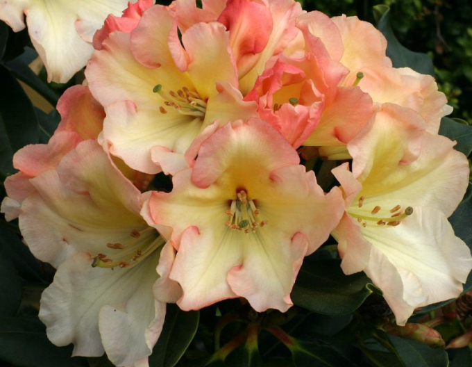 Rododendrón ´Horizon Monarch´