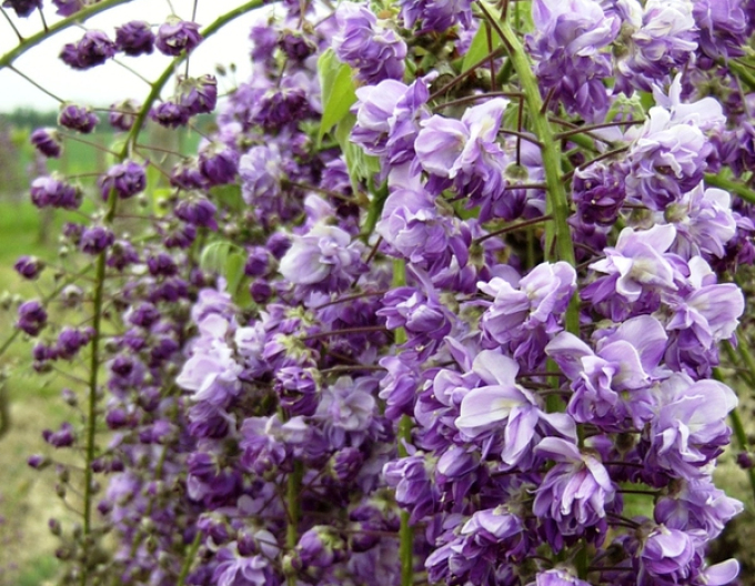 Vistéria kvetnatá ´Violacea Planea´