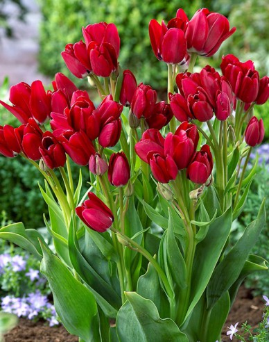 Tulipán viackvetý ´Fiery Club´
