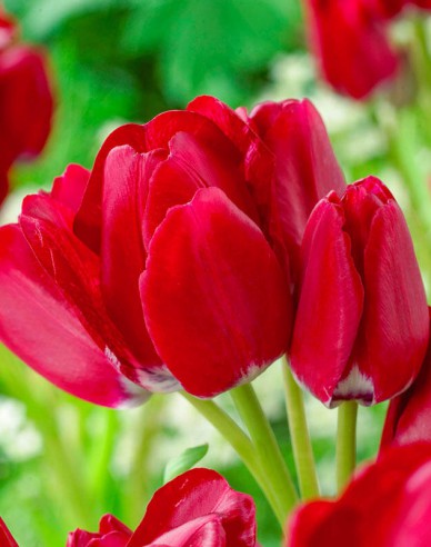 Tulipán viackvetý ´Fiery Club´