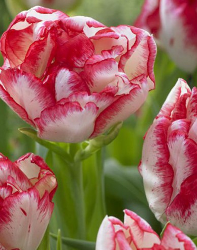 Tulipán viackvetý ´Cartouche´