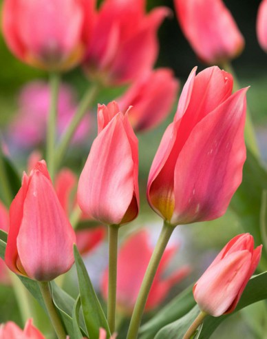 Tulipán viackvetý ´Toronto´