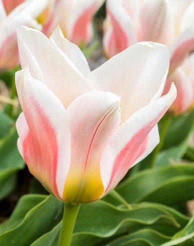 Tulipán viackvetý ´Serano´