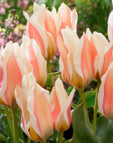 Tulipán viackvetý ´Serano´