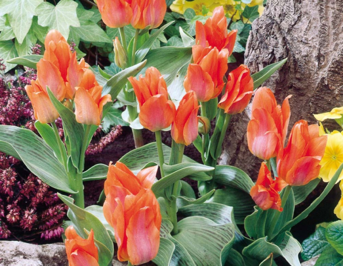 Tulipán viackvetý ´Orange Toronto´