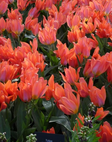 Tulipán viackvetý ´Orange Toronto´