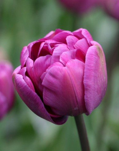 Tulipán plnokvetý ´Blue Diamond´