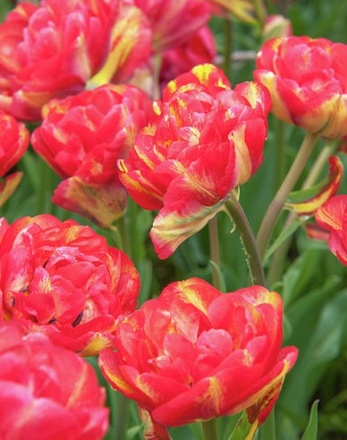 Tulipán plnokvetý ´Sundowner´