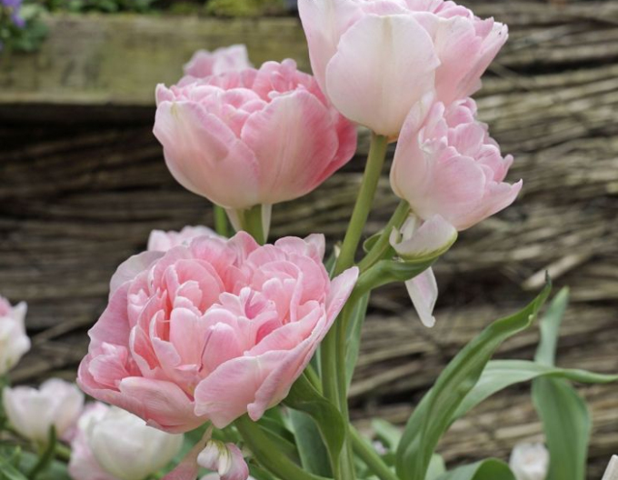 Tulipán plnokvetý ´Angelique´