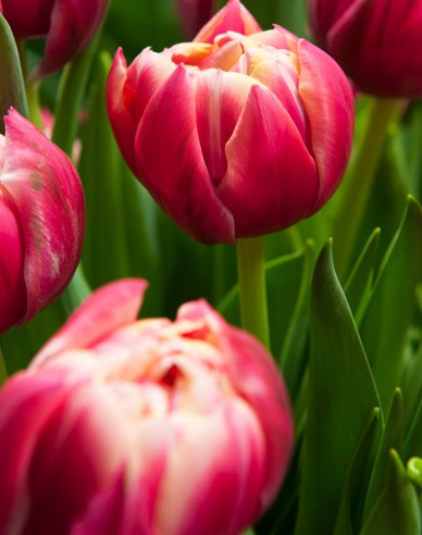 Tulipán plnokvetý ´Columbus´