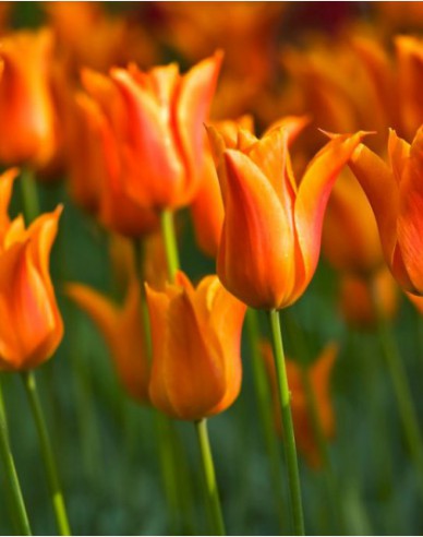 Tulipán ľaliokvetý ´Ballerina´