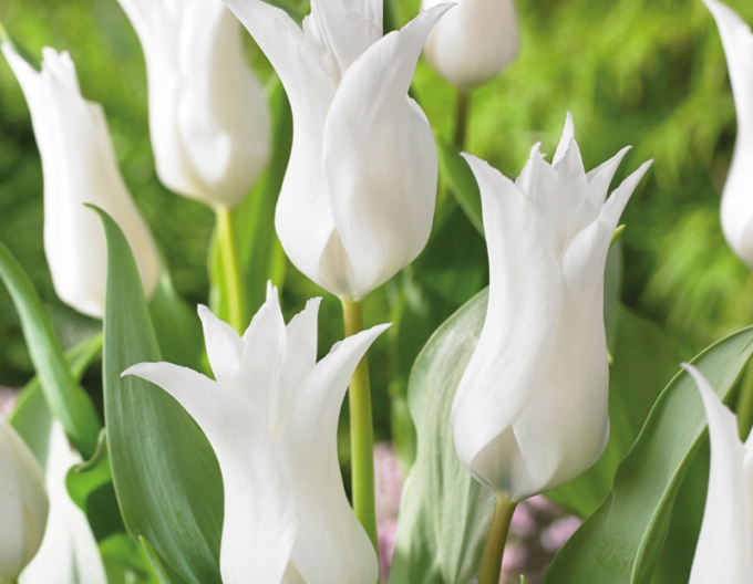 Tulipán ľaliokvetý ´Tres Chic´