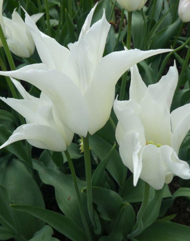 Tulipán ľaliokvetý ´Tres Chic´