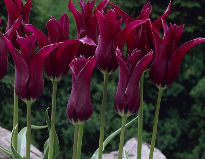 Tulipán ľaliokvetý ´Burgundy´